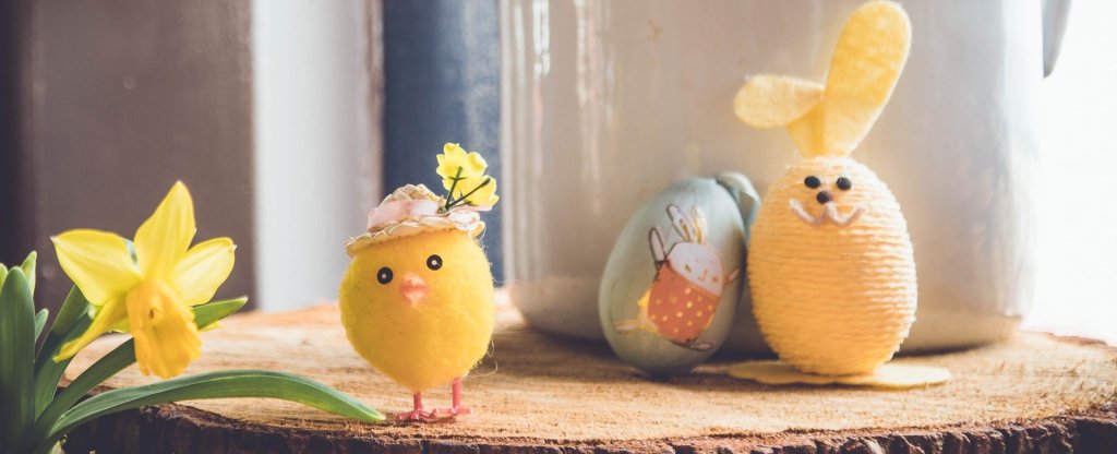 Easter setting of daffodil, chicks and eggs